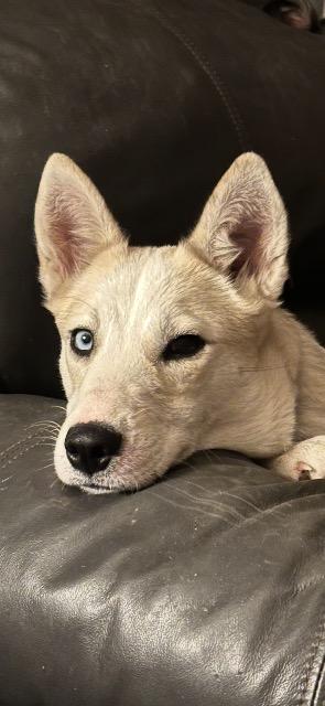 Stella, a ADOPTABLE mixed breed image 2/2