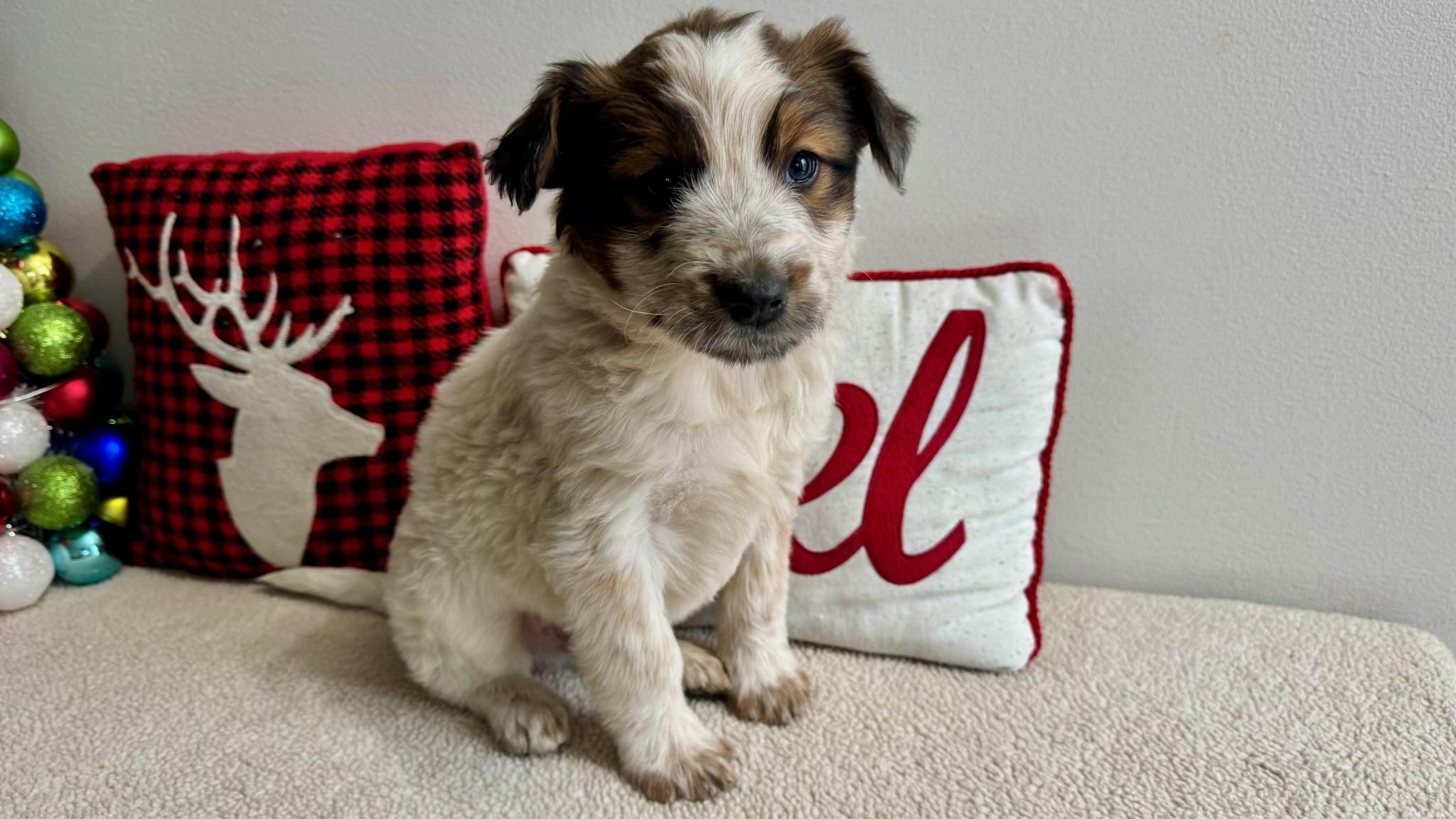 Benjamin thumbnail 3