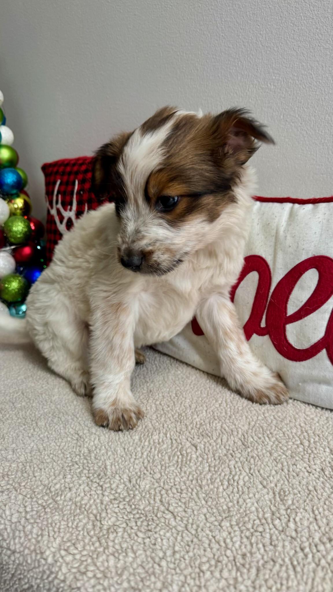 Benjamin thumbnail 4