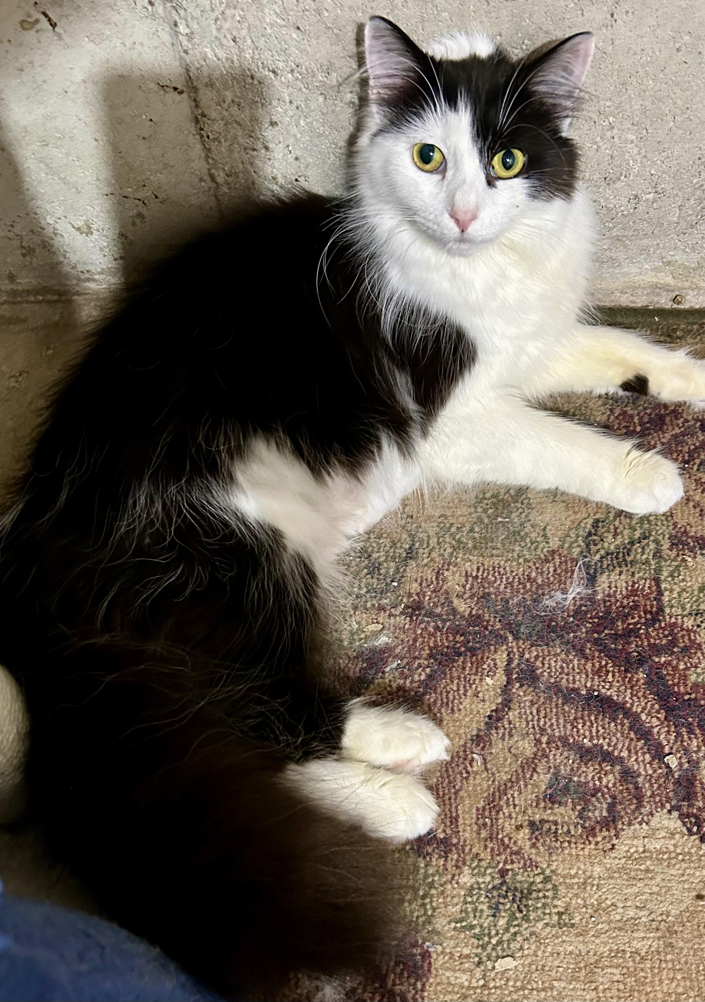 Enlarge Alaska, a ADOPTABLE Domestic Long Hair in Warwick, RI image 5/6
