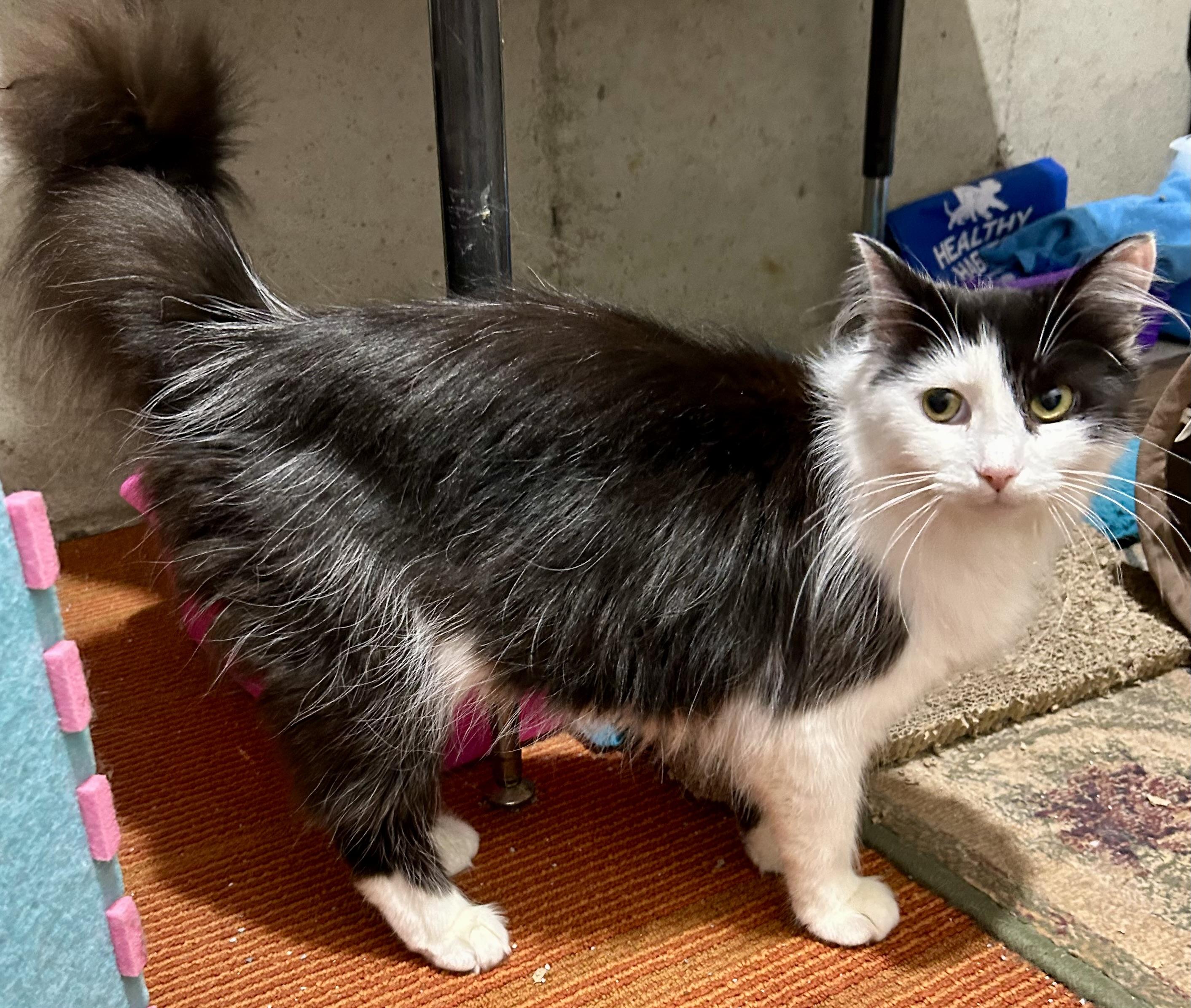 Enlarge Alaska, a ADOPTABLE Domestic Long Hair in Warwick, RI image 2/6
