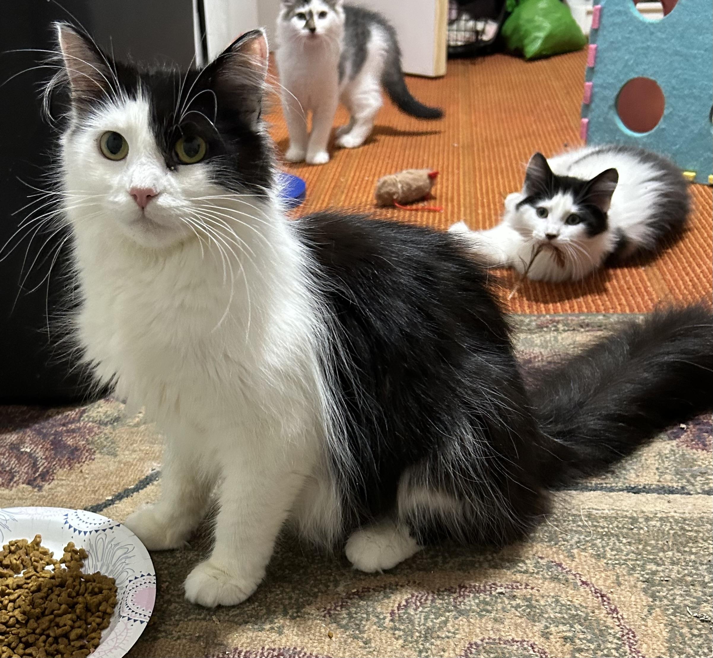 Enlarge Alaska, a ADOPTABLE Domestic Long Hair in Warwick, RI image 6/6