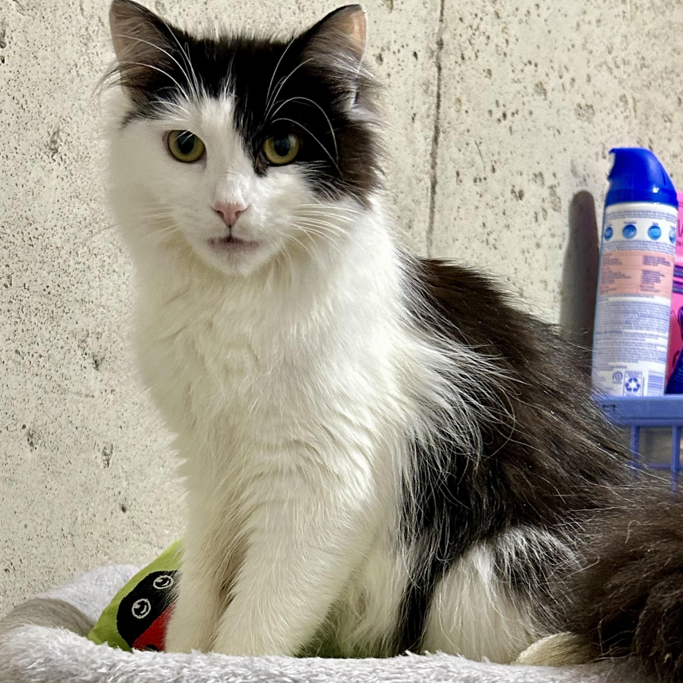 Enlarge Alaska, a ADOPTABLE Domestic Long Hair in Warwick, RI image 3/6