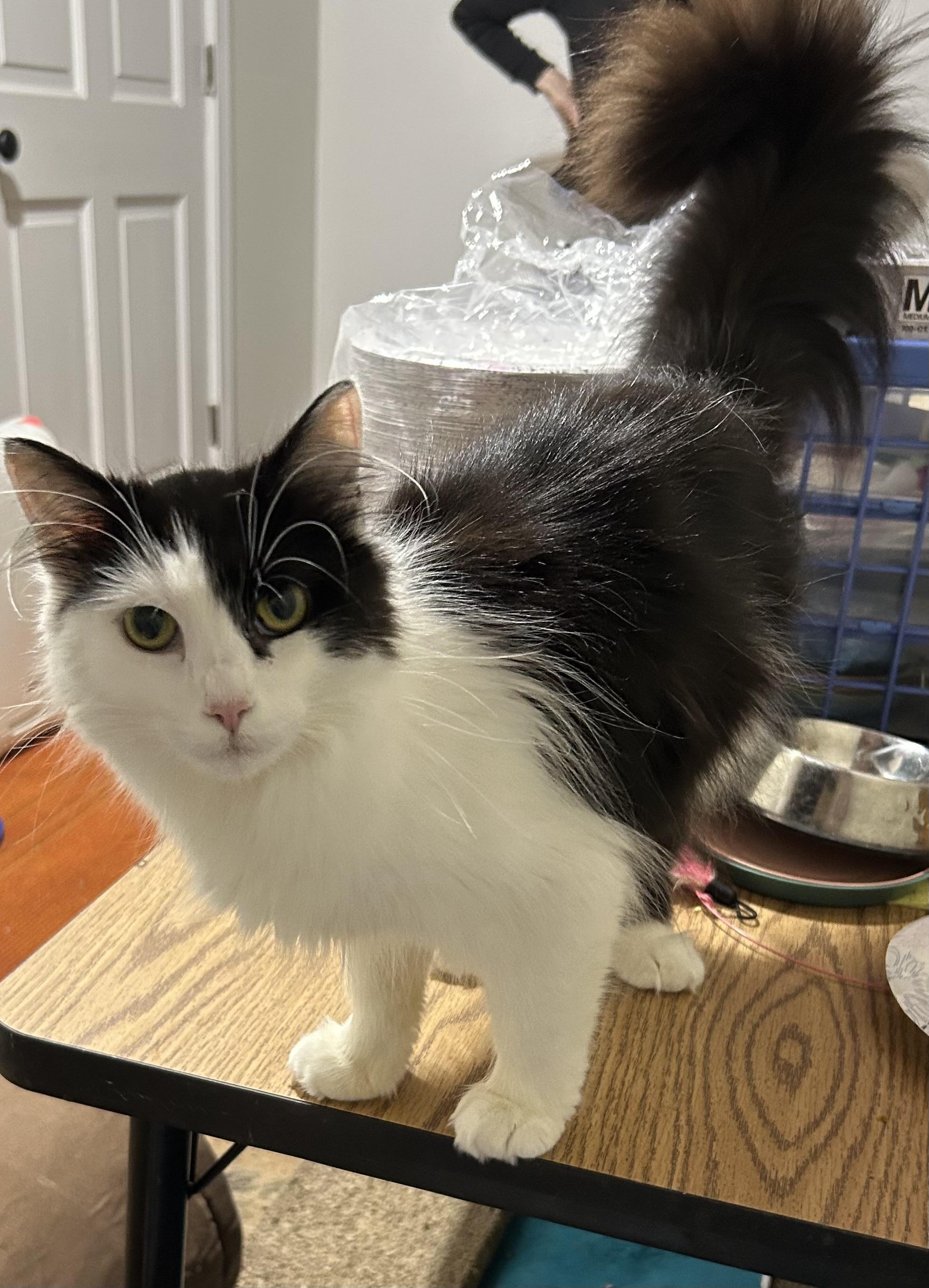 Enlarge Alaska, a ADOPTABLE Domestic Long Hair in Warwick, RI image 1/6
