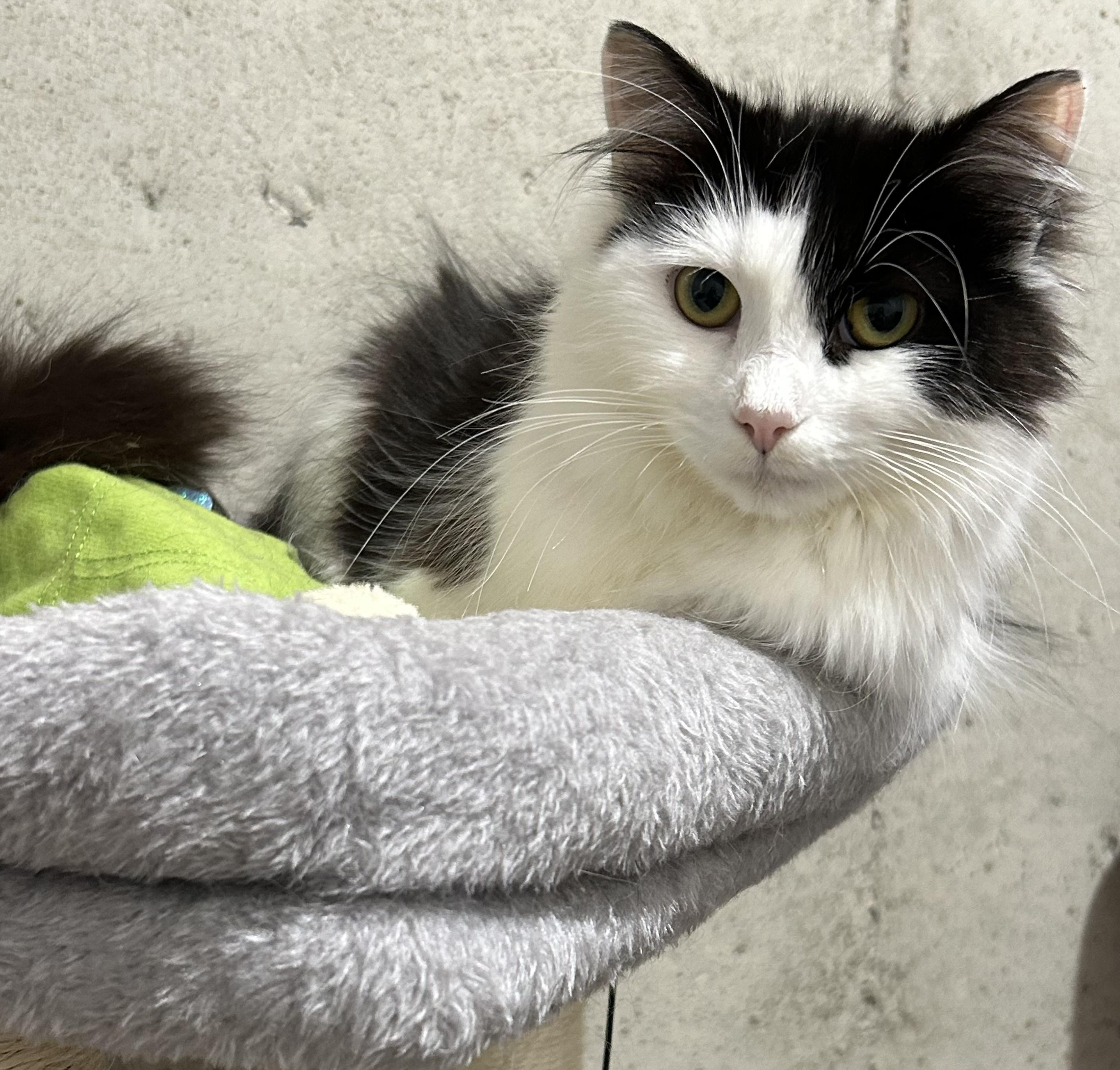 Enlarge Alaska, a ADOPTABLE Domestic Long Hair in Warwick, RI image 4/6
