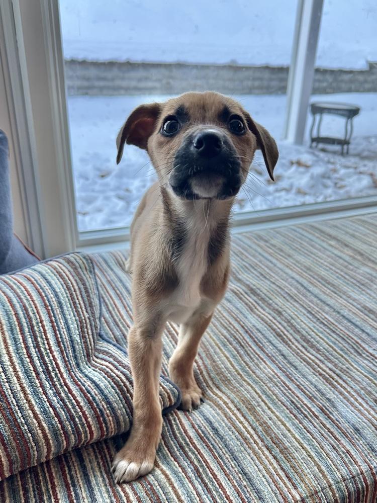 Rosalind — thumbnail 2