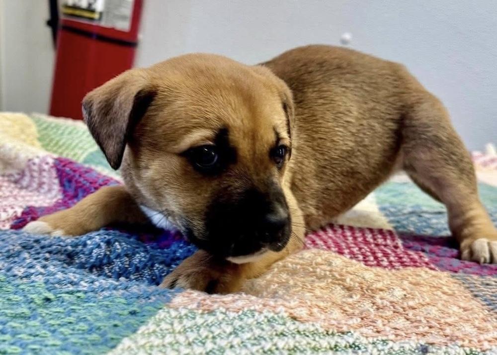 Rosalind — thumbnail 3