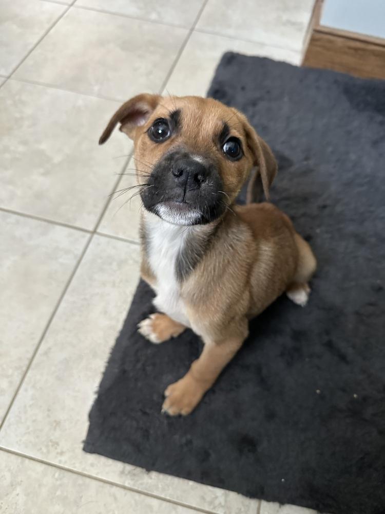 Rosalind — thumbnail 4