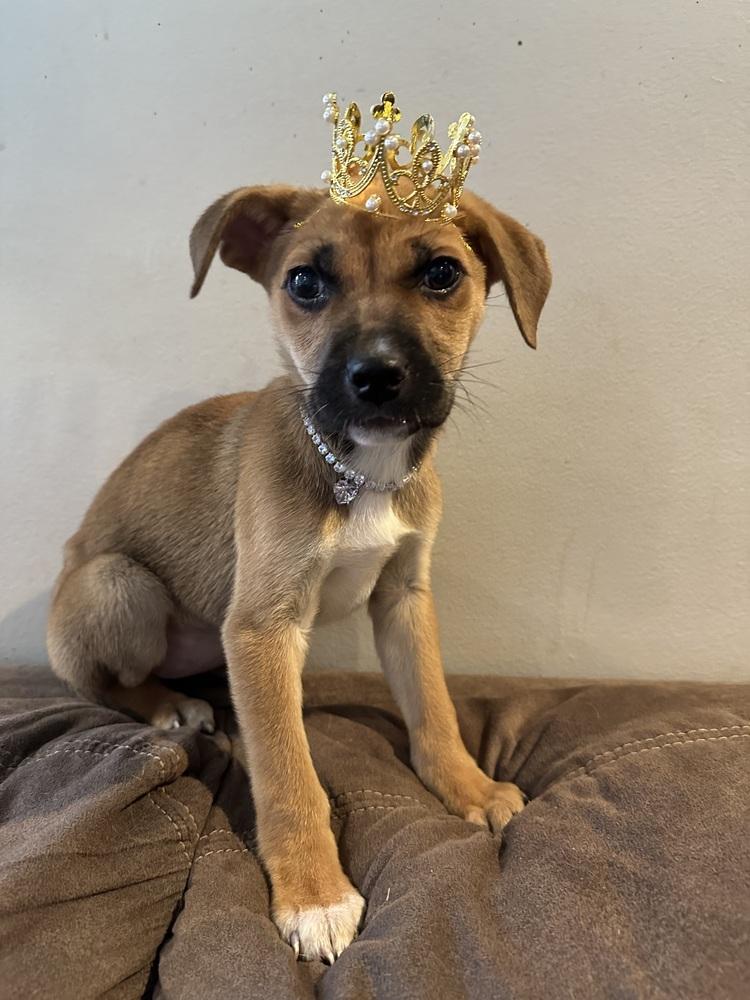 Rosalind — thumbnail 5