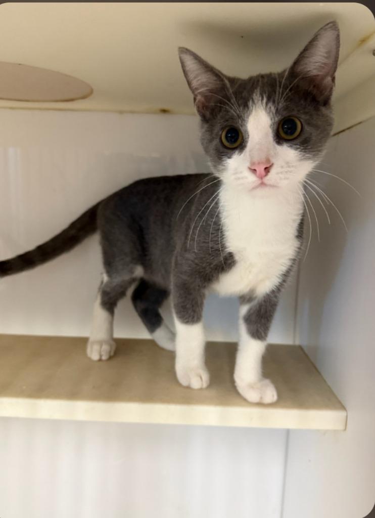 Philip, a Adoptable mixed breed in Bossier City, LA image 2/3
