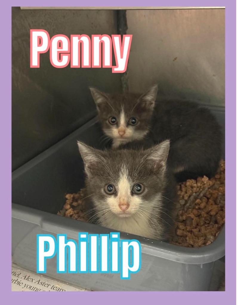 Philip, a Adoptable mixed breed in Bossier City, LA image 3/3