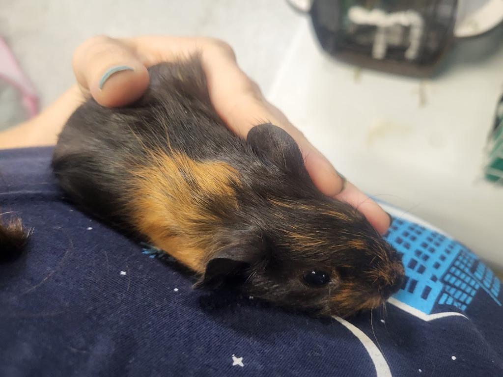 Linguine, Adoptable, Baby Male Guinea Pig.