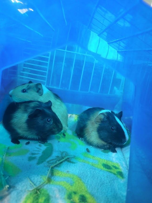 Linguine, a Adoptable Guinea Pig in CRYSTAL LAKE, IL image 3/5