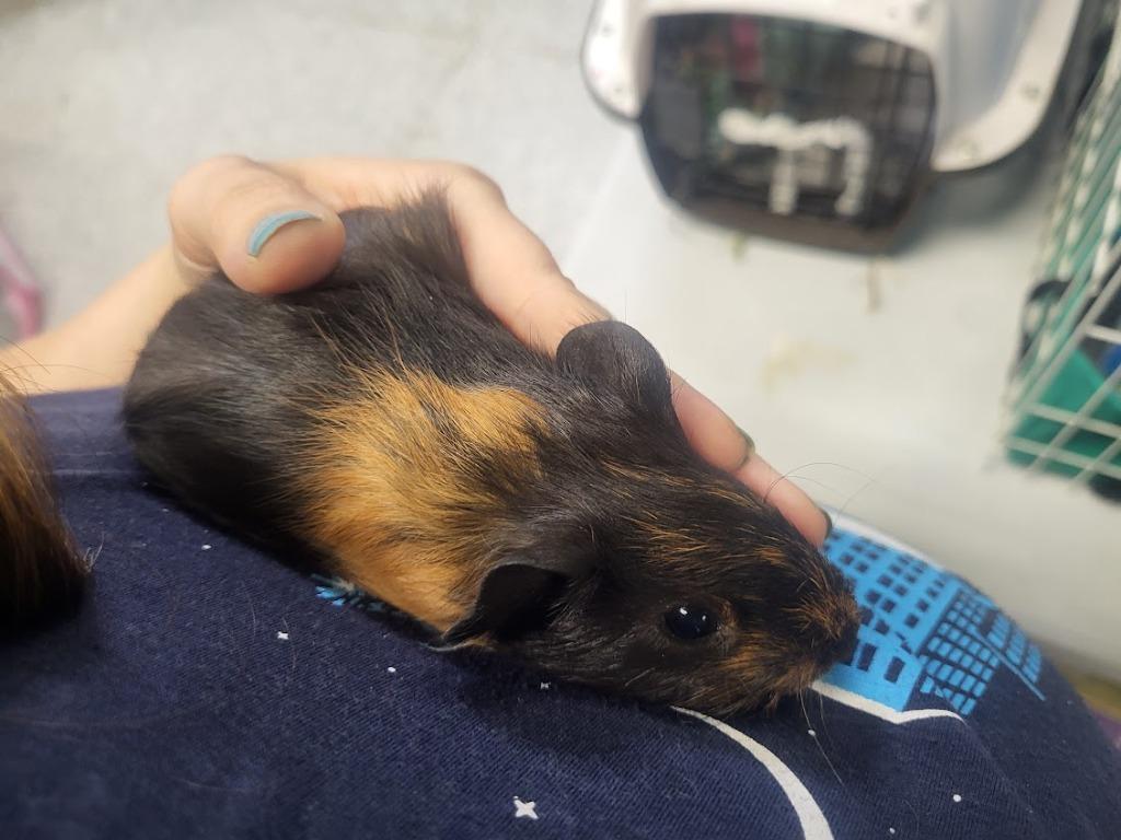 Linguine, a Adoptable Guinea Pig in CRYSTAL LAKE, IL image 4/5