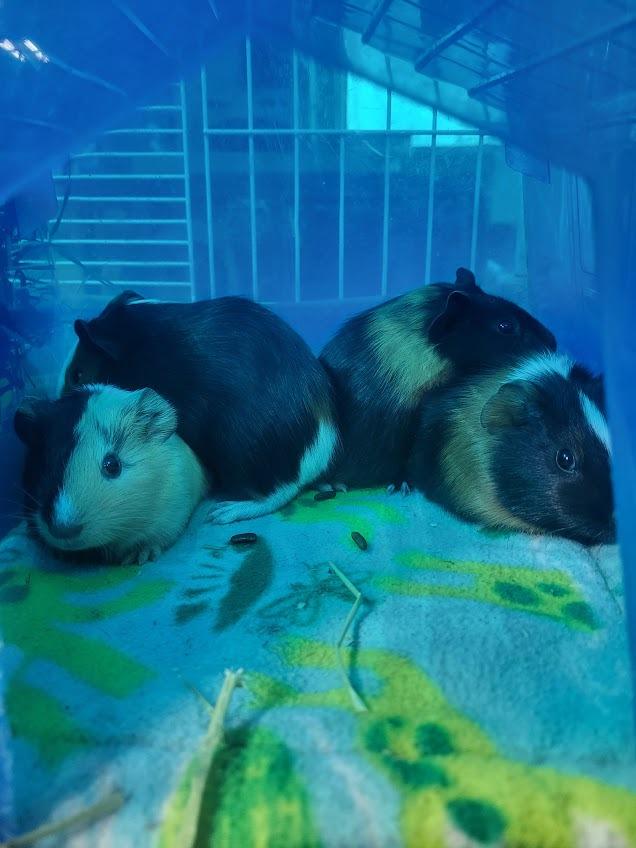 Linguine, a Adoptable Guinea Pig in CRYSTAL LAKE, IL image 5/5