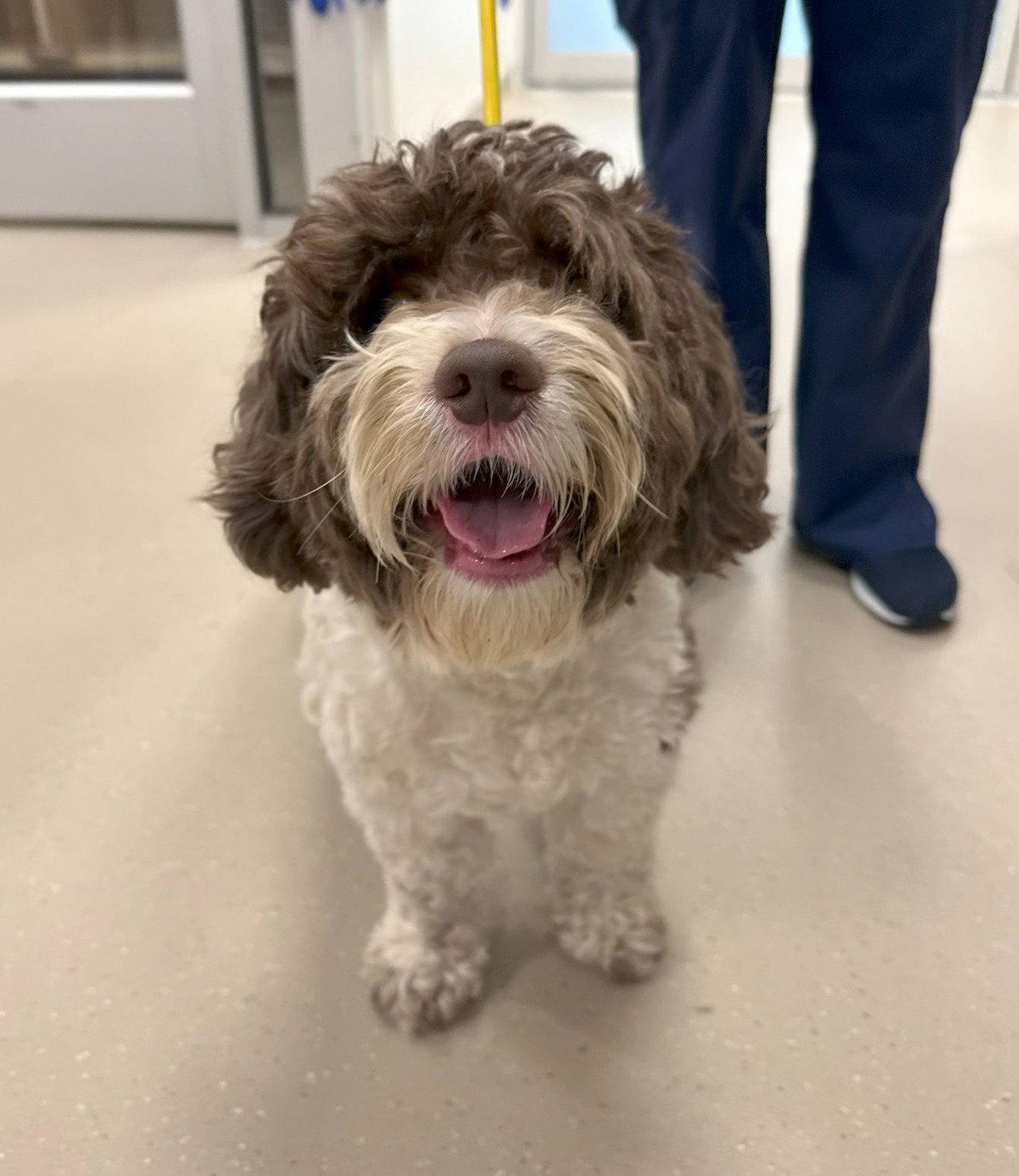 Rocky, a Adopted Poodle in Cliffwood, NJ image 3/3