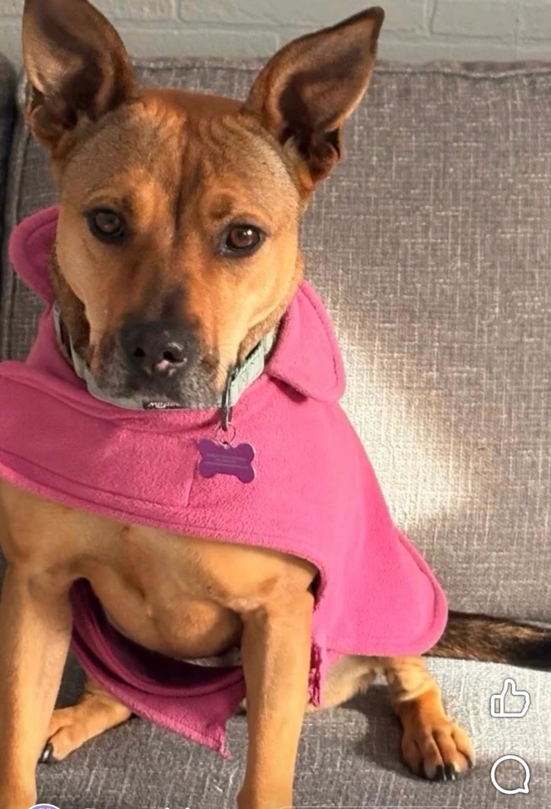 Sierra in Maine, adoptable, Adult Female Mixed Breed.