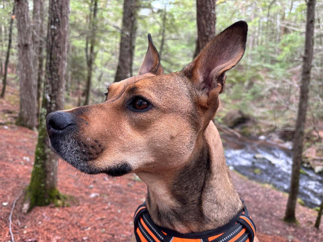 Sierra is in Maine, adoptable, Adult Female Mixed Breed.