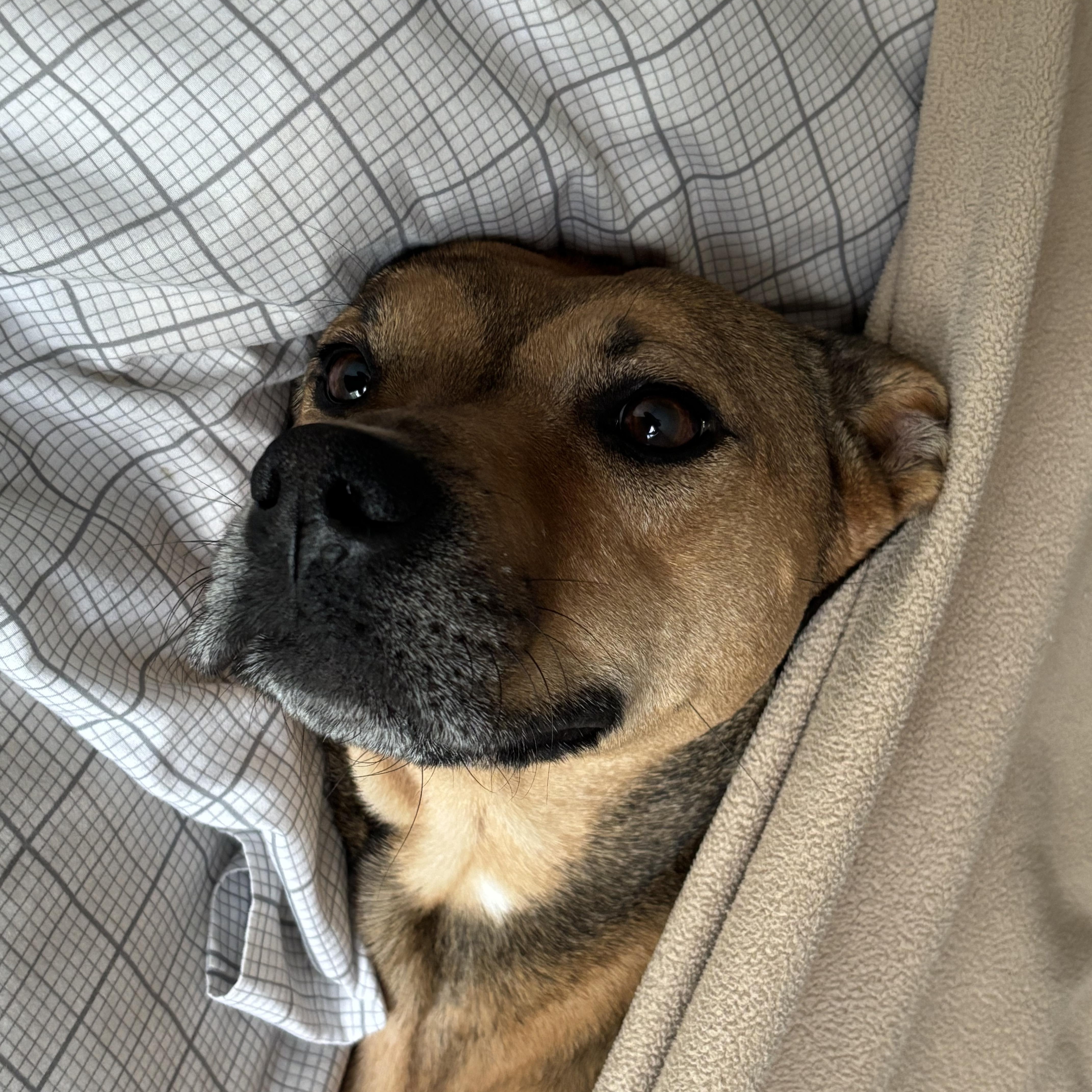Sierra is in Maine, an adoptable mixed breed in South Portland, ME image 6/6