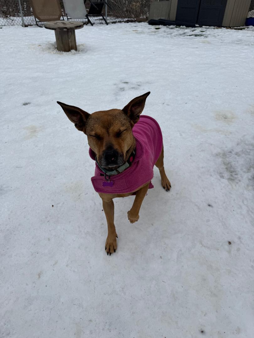 Sierra in Maine, an adoptable mixed breed in South Portland, ME image 3/6