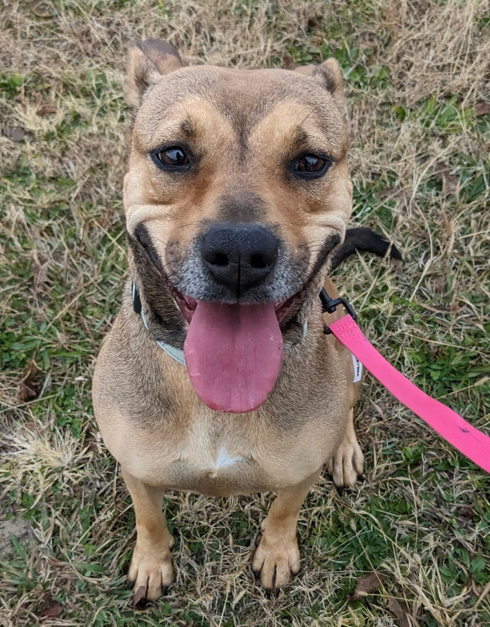 Enlarge Sierra Pending Adoption, a Adoptable mixed breed in South Portland, ME image 2/5