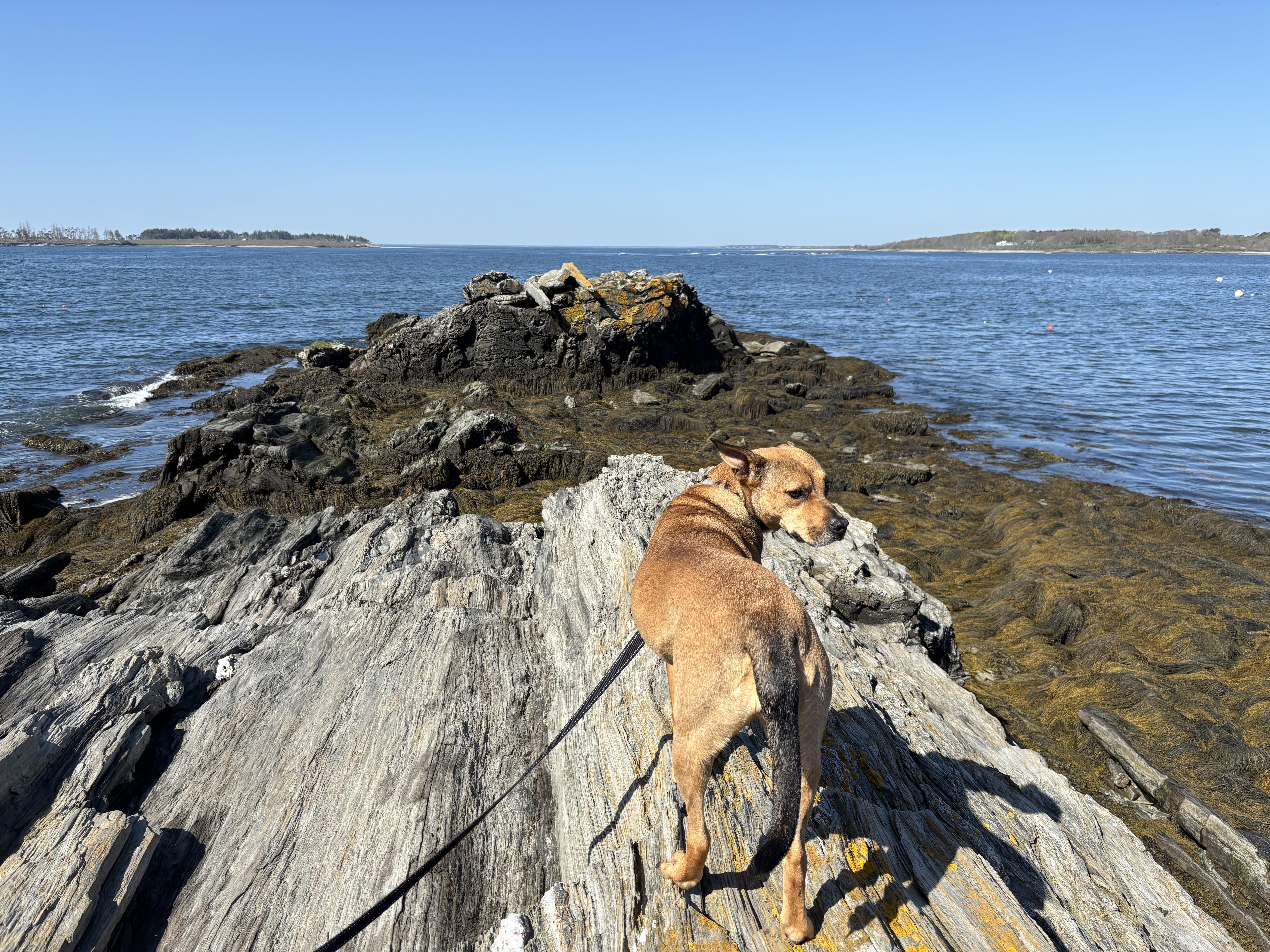 Sierra is in Maine, an adoptable mixed breed in South Portland, ME image 2/6