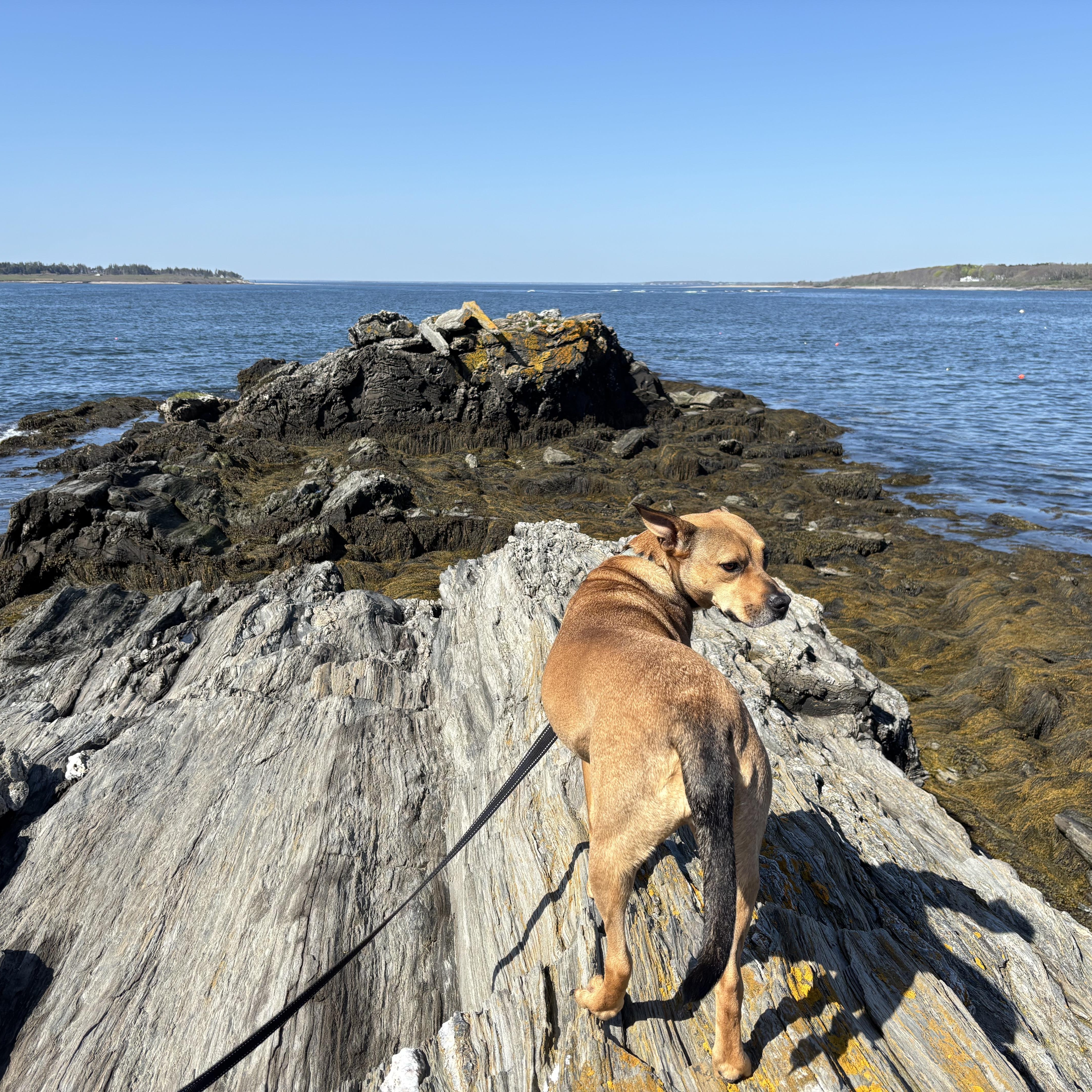 Enlarge Sierra is in Maine SS, an adoptable mixed breed in South Portland, ME image 3/6