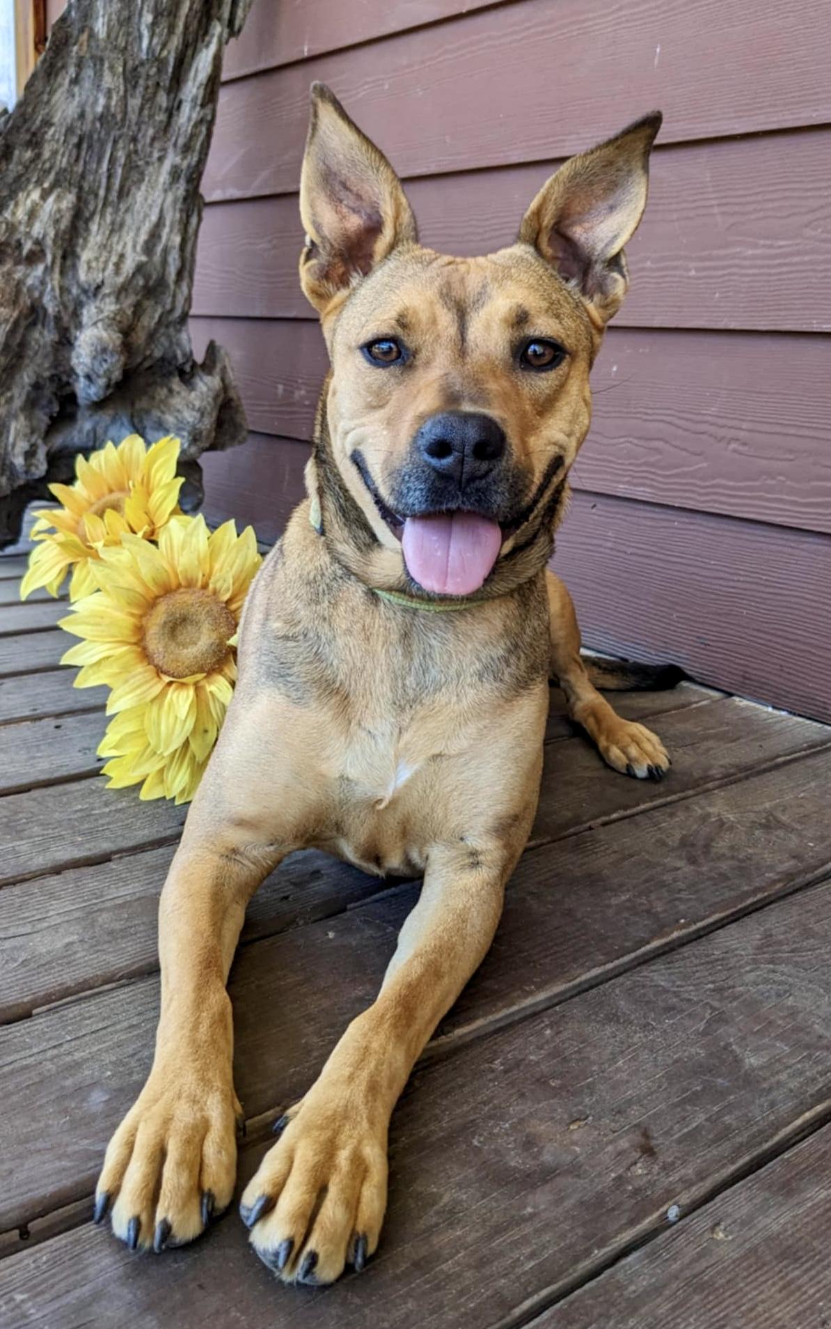 Enlarge Sierra Pending Adoption, a Adoptable mixed breed in South Portland, ME image 3/5