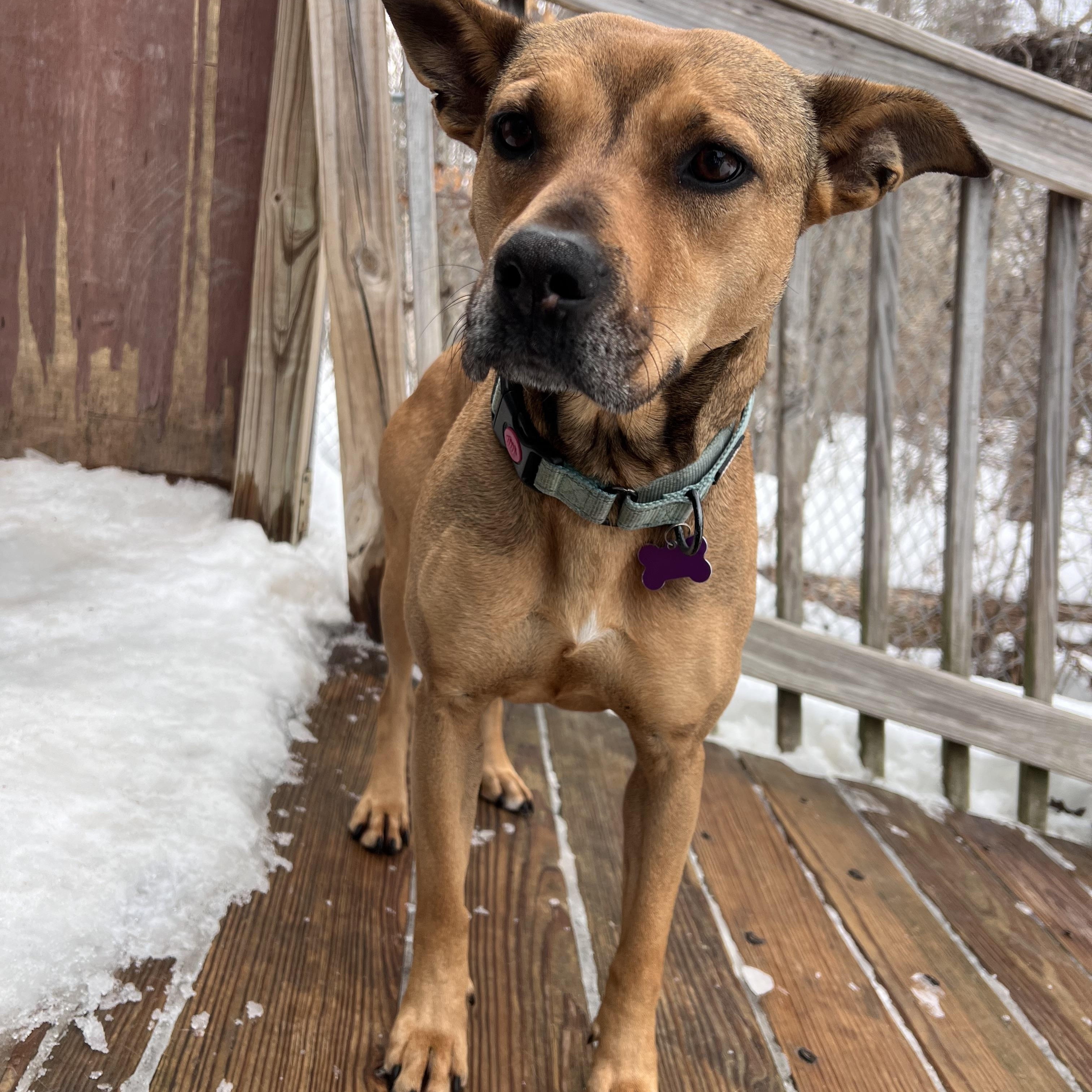 Enlarge Sierra is in Maine, an adoptable mixed breed in South Portland, ME image 3/6