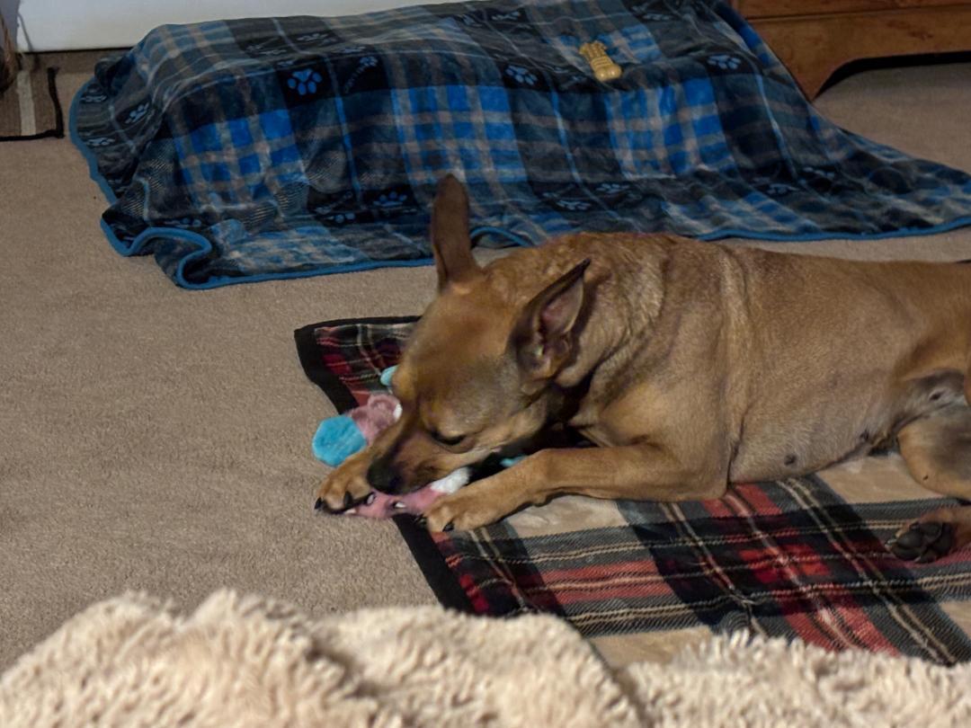 Enlarge Sierra is in Maine, an adoptable mixed breed in South Portland, ME image 6/6