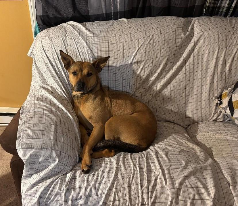 Enlarge Sierra is in Maine, an adoptable mixed breed in South Portland, ME image 5/6