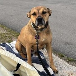 Enlarge Sierra is in Maine SS, an adoptable mixed breed in South Portland, ME image 6/6