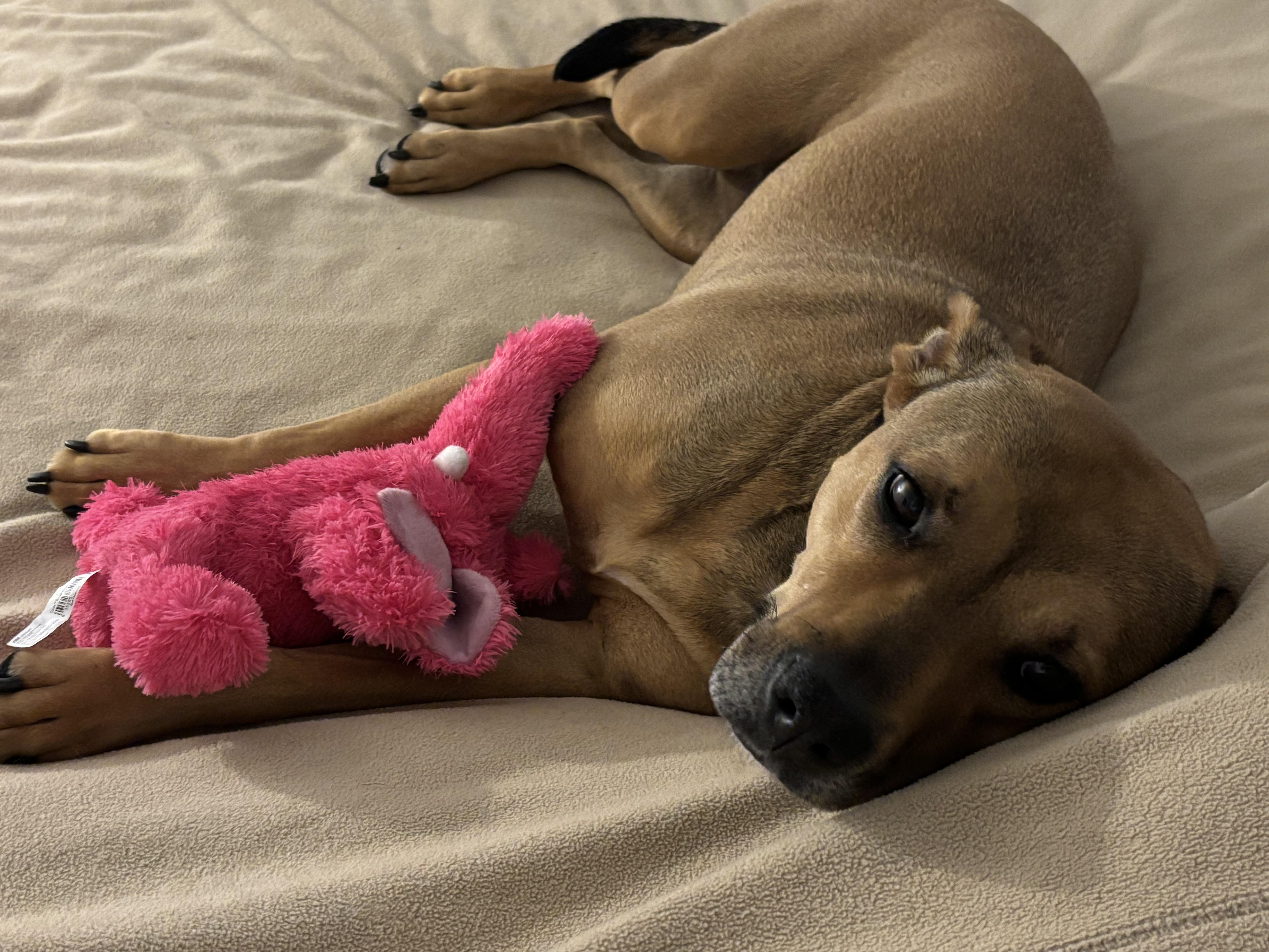 Sierra is in Maine, an adoptable mixed breed in South Portland, ME image 1/6
