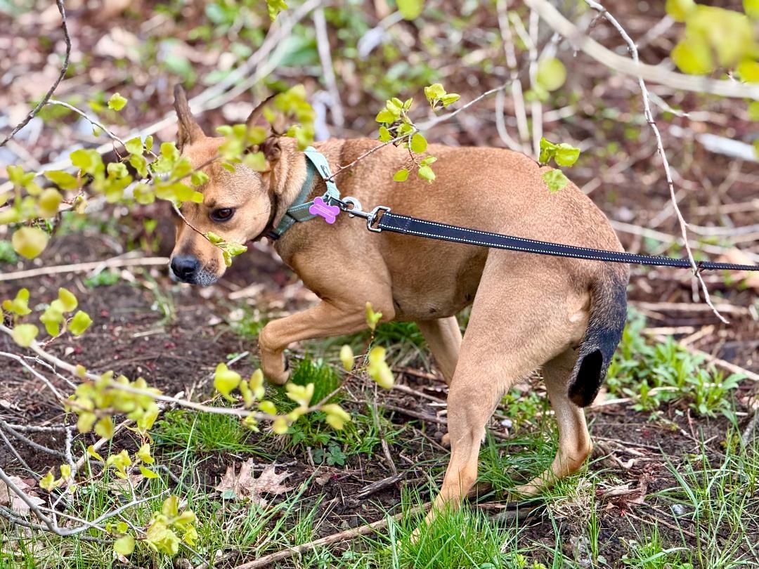 Enlarge Sierra is in Maine, an adoptable mixed breed in South Portland, ME image 3/6