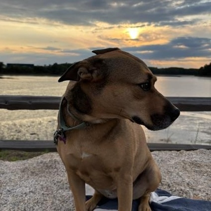 Sierra is in Maine SS, adoptable, Adult Female Mixed Breed.