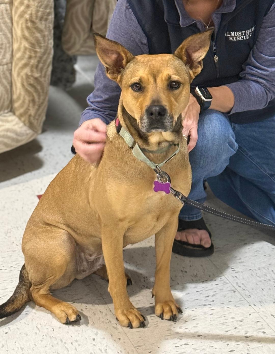 Enlarge Sierra is in Maine, an adoptable mixed breed in South Portland, ME image 2/6