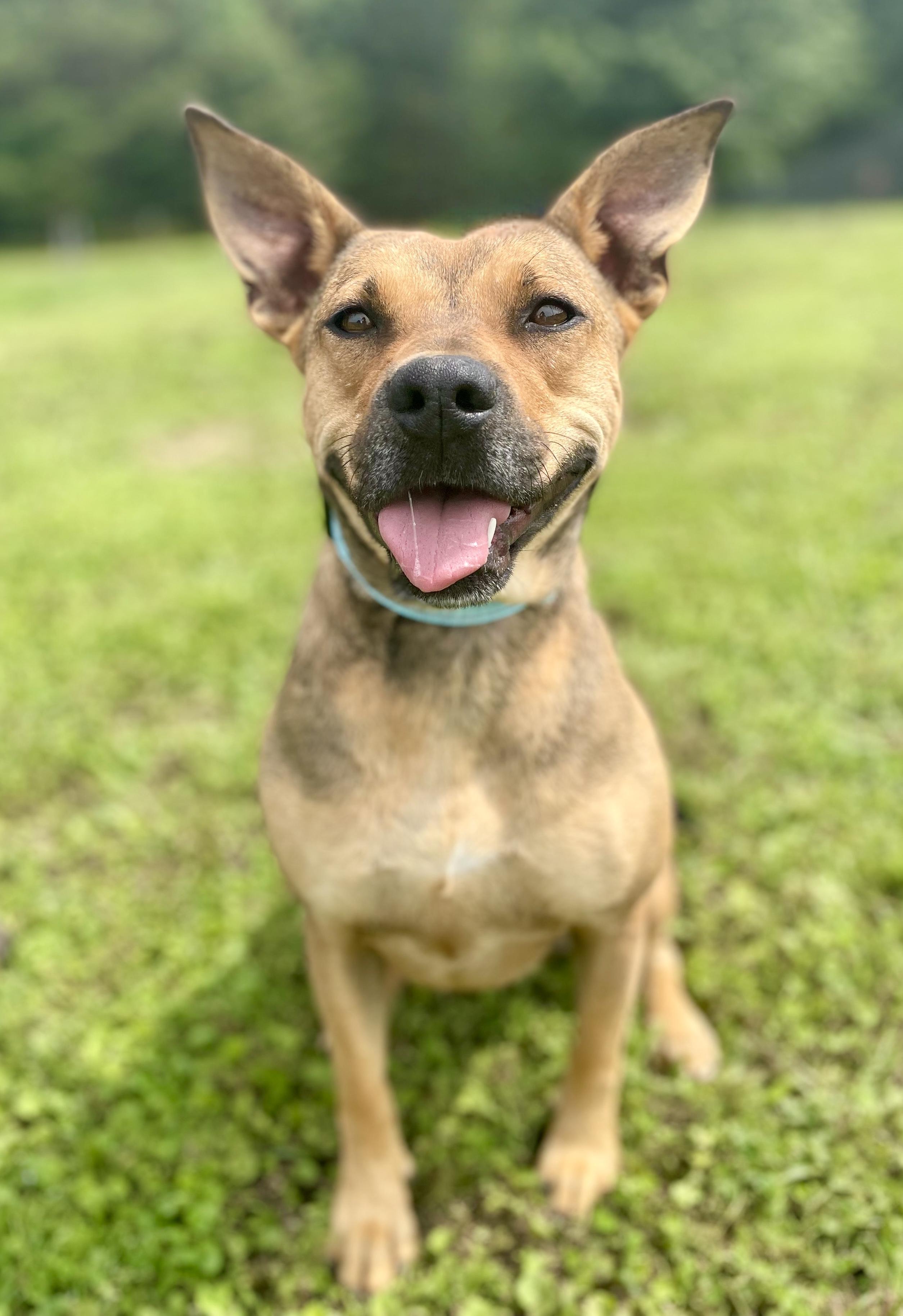 Enlarge Sierra Pending Adoption, a Adoptable mixed breed in South Portland, ME image 1/5