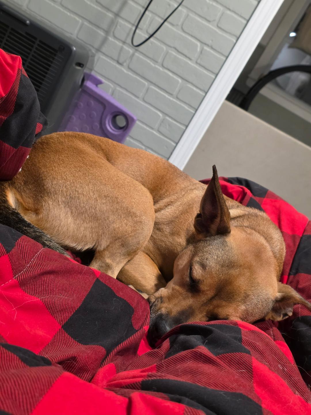 Sierra in Maine, an adoptable mixed breed in South Portland, ME image 6/6