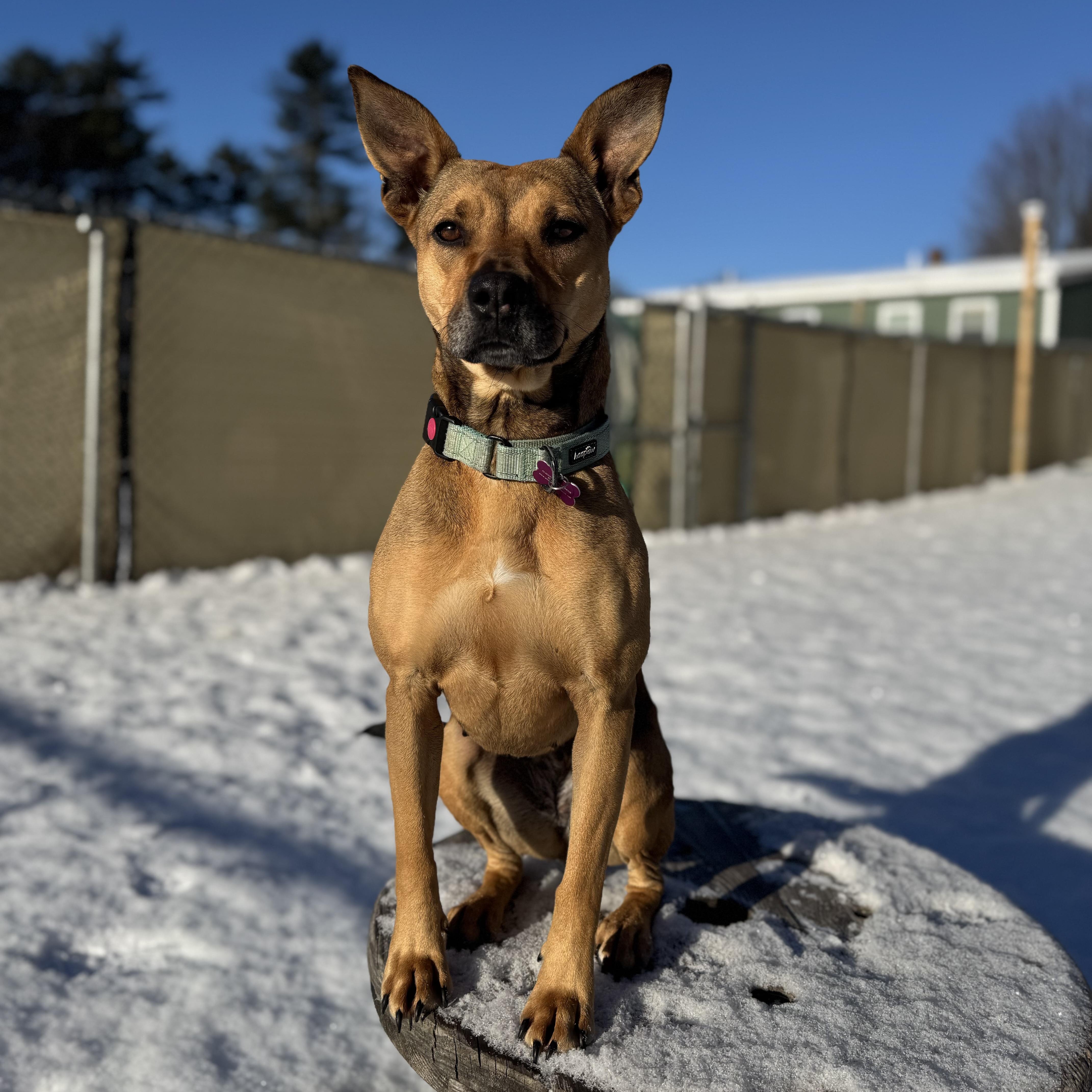 Enlarge Sierra is in Maine, an adoptable mixed breed in South Portland, ME image 1/6