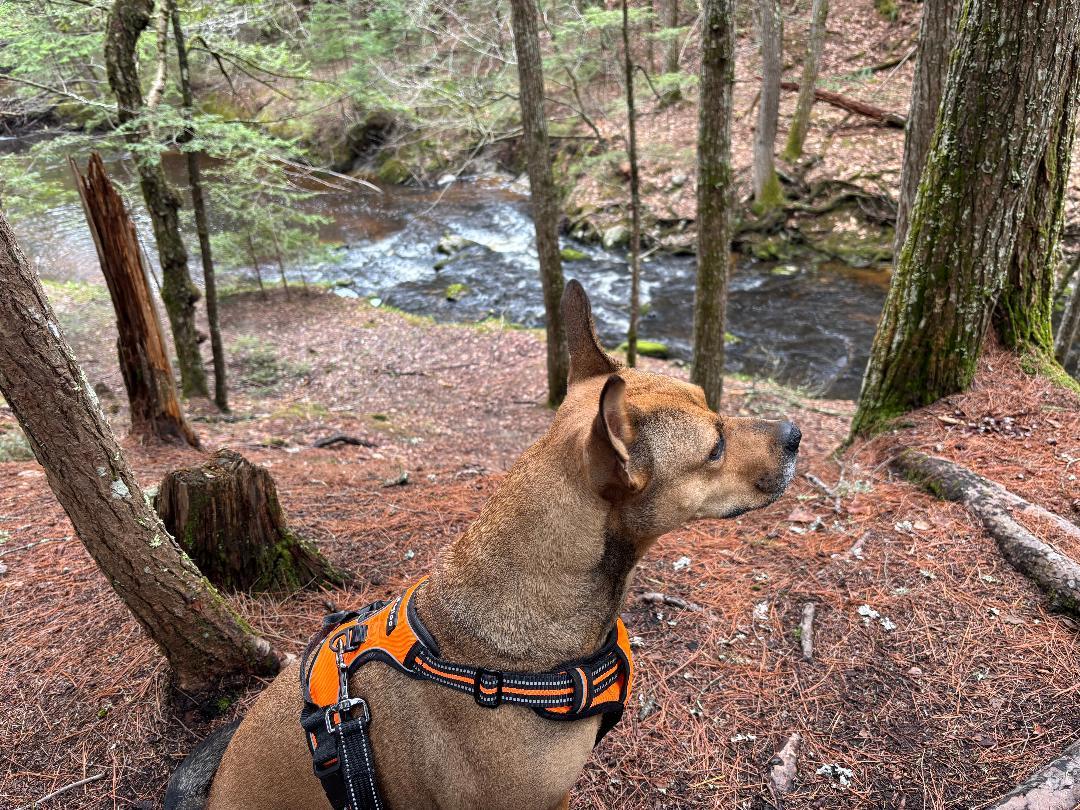 Enlarge Sierra is in Maine, an adoptable mixed breed in South Portland, ME image 6/6