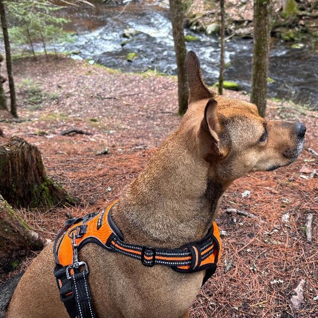 Enlarge Sierra is in Maine SS, an adoptable mixed breed in South Portland, ME image 5/6