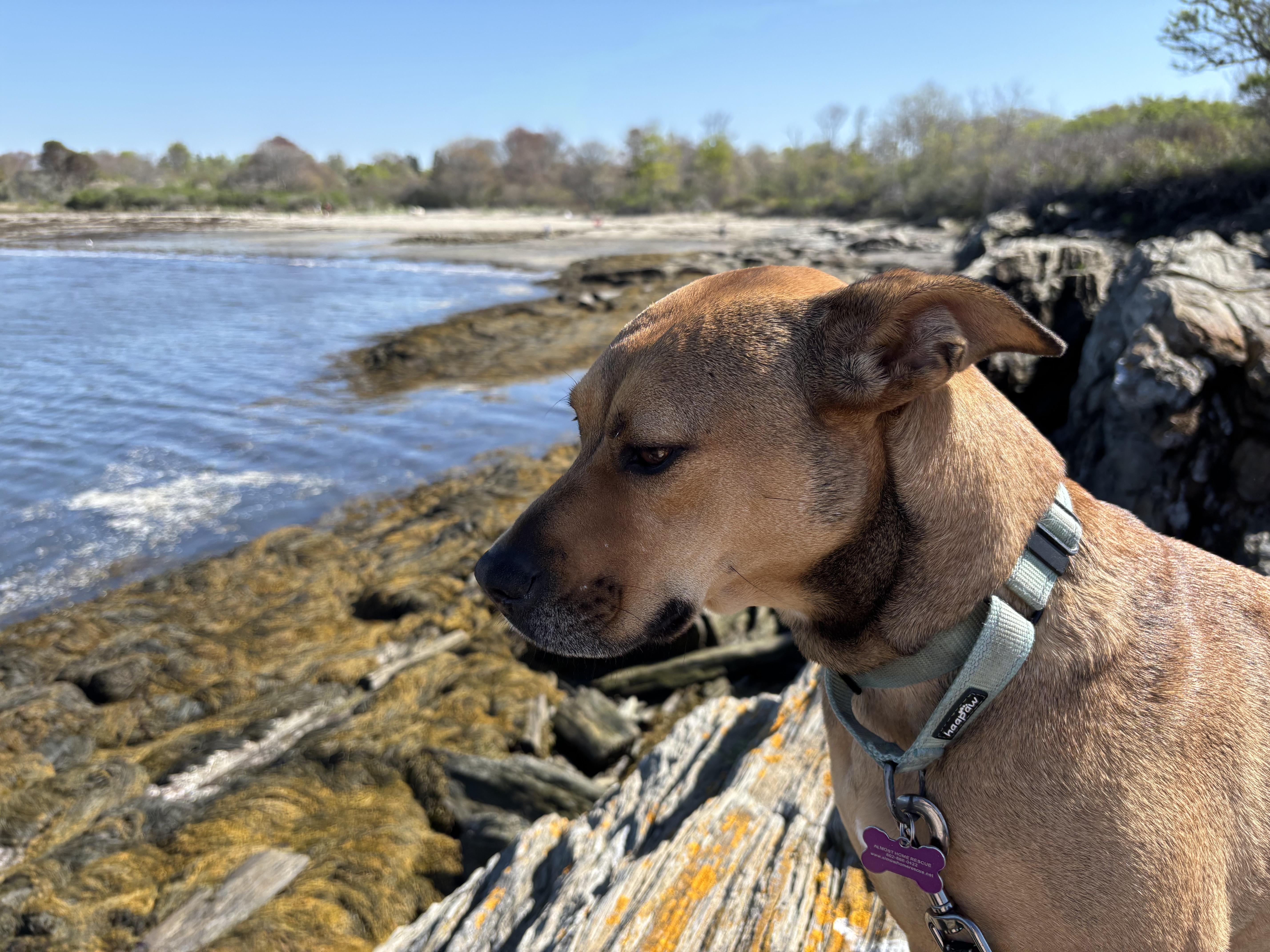 Sierra is in Maine, an adoptable mixed breed in South Portland, ME image 4/6