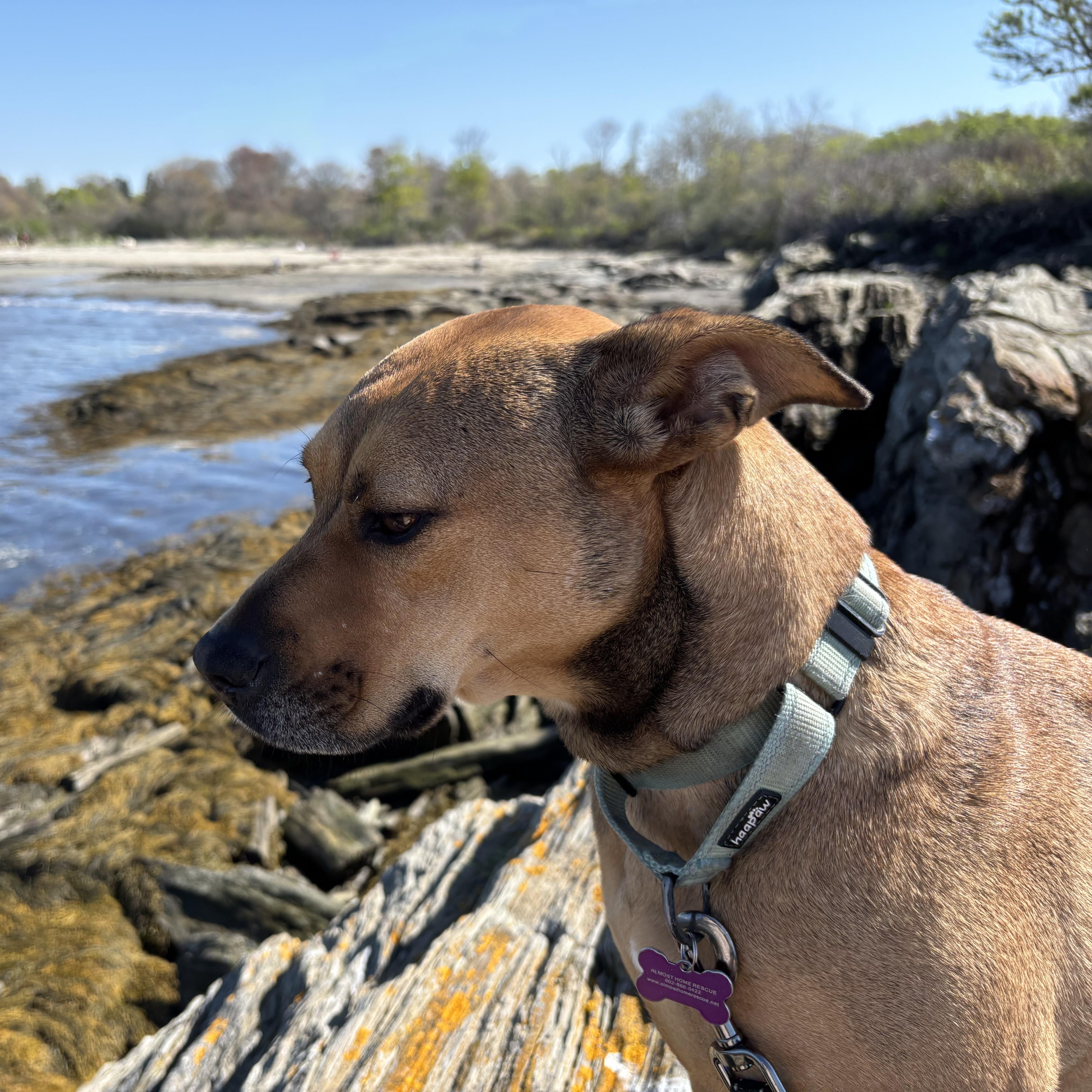 Enlarge Sierra is in Maine SS, an adoptable mixed breed in South Portland, ME image 4/6