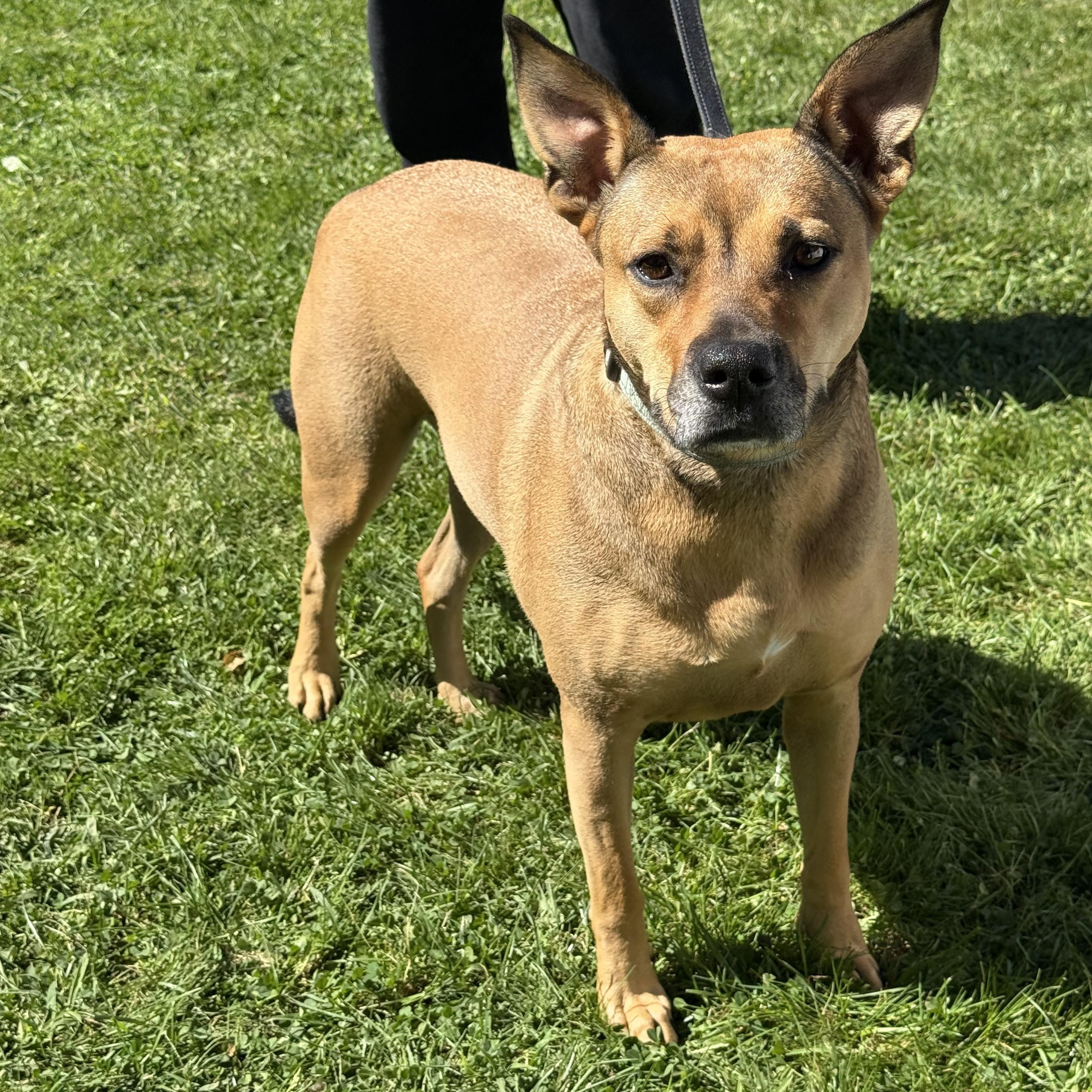 Sierra is in Maine SS, Adoptable, Adult Female Mixed Breed.