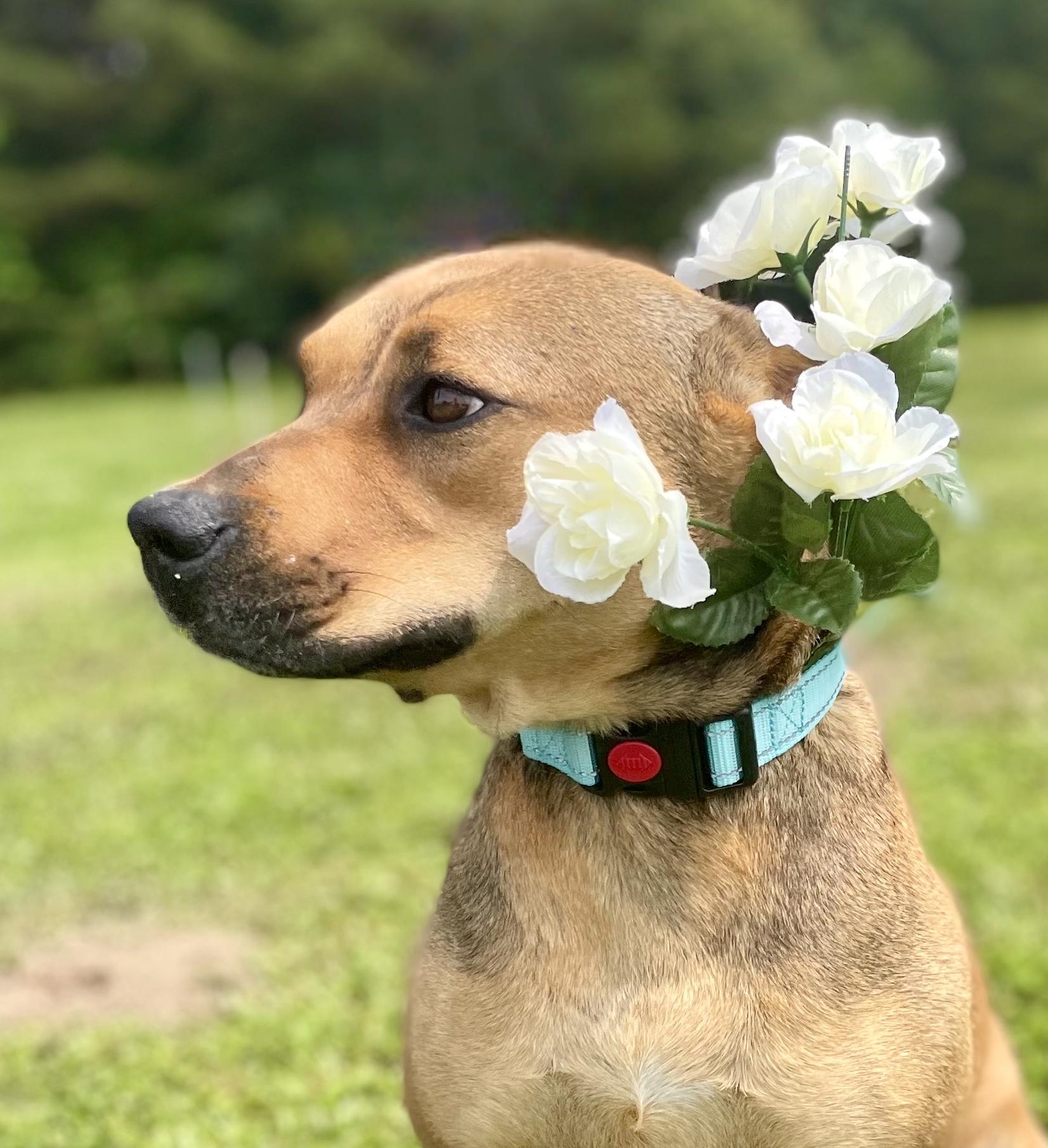 Enlarge Sierra Pending Adoption, a Adoptable mixed breed in South Portland, ME image 4/5