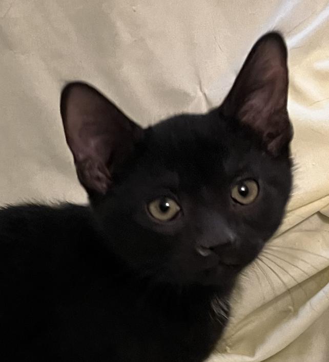 Mica, Adoptable, Kitten Male Domestic Short Hair.