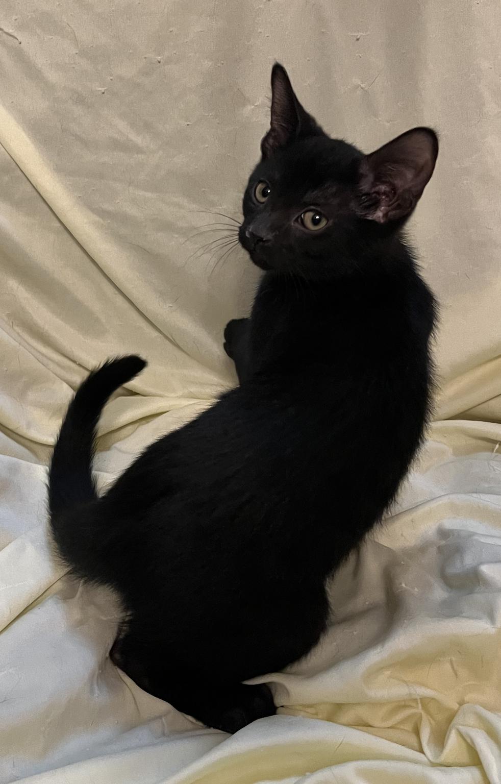 Enlarge Mica, a Adoptable Domestic Short Hair in Connelly Springs, NC image 2/3