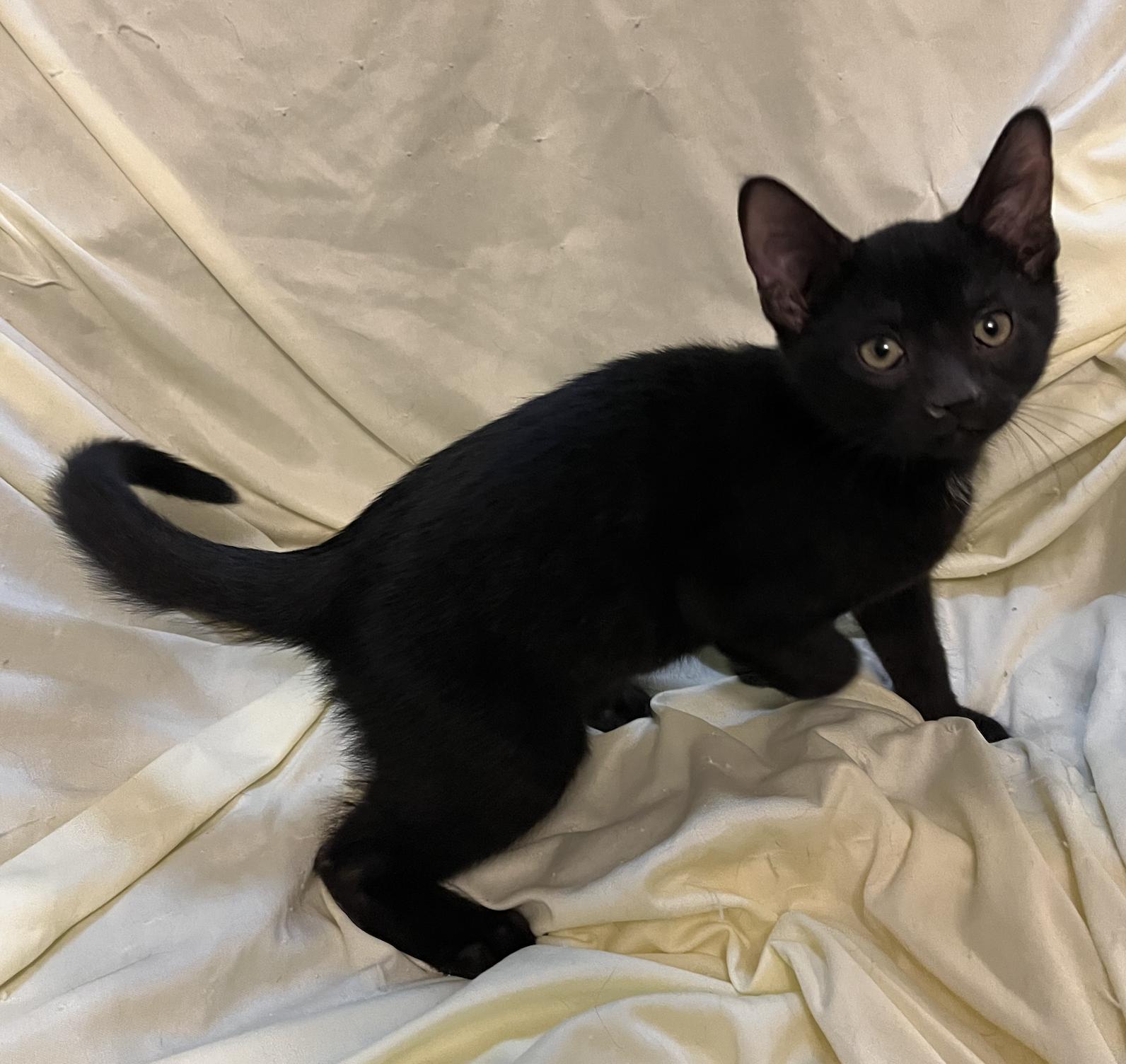 Enlarge Mica, a Adoptable Domestic Short Hair in Connelly Springs, NC image 3/3