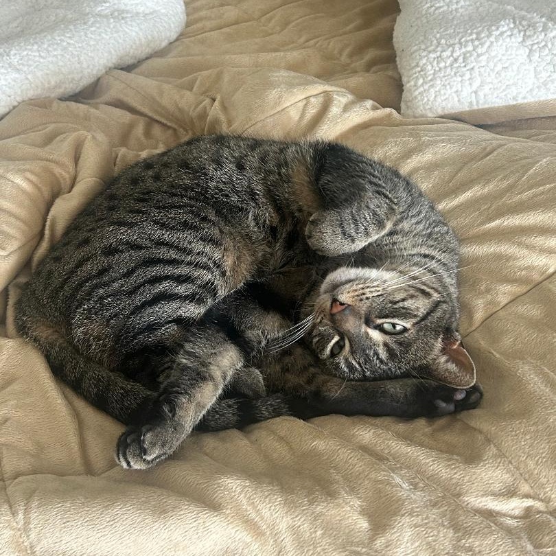 Enlarge Sophie, a ADOPTABLE Tabby in Raritan, NJ image 2/3