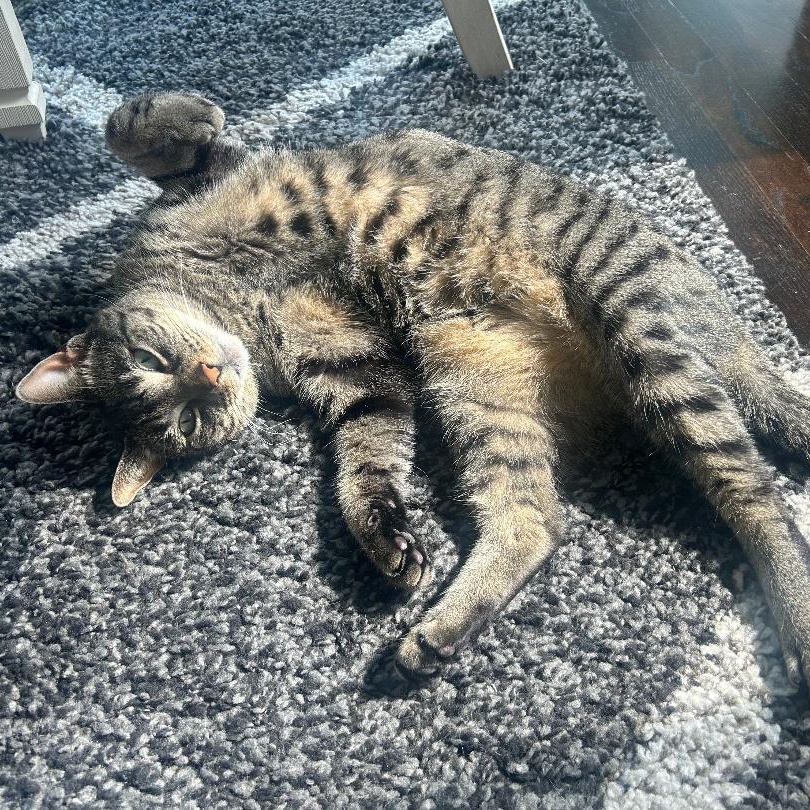 Enlarge Sophie, a ADOPTABLE Tabby in Raritan, NJ image 3/3